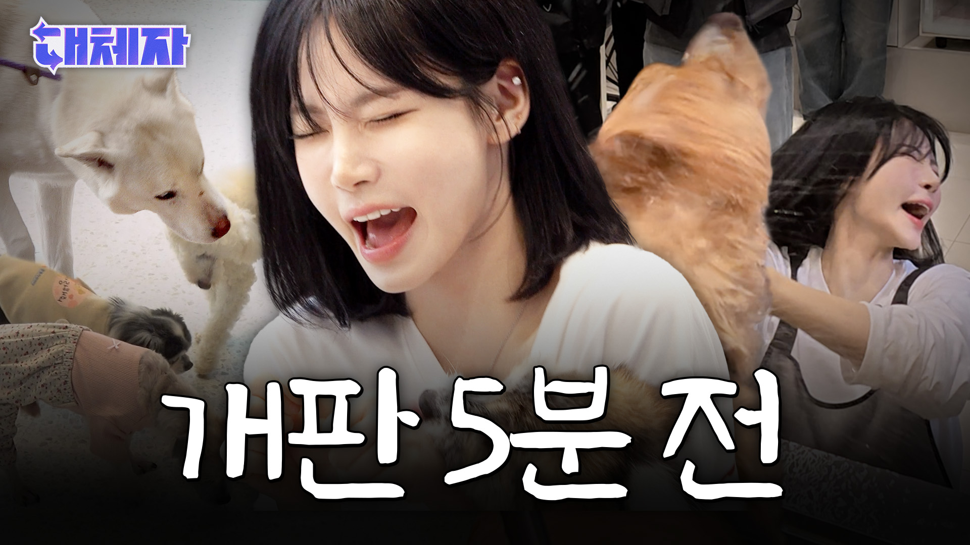 애견보호소편